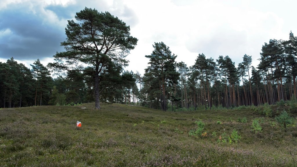 MTV-OLer in der Heide erfolgreich